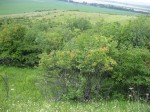 IMG_8815