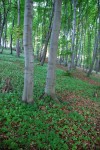 bukova-lisy