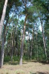 lisy-sosny-zvychajnoi